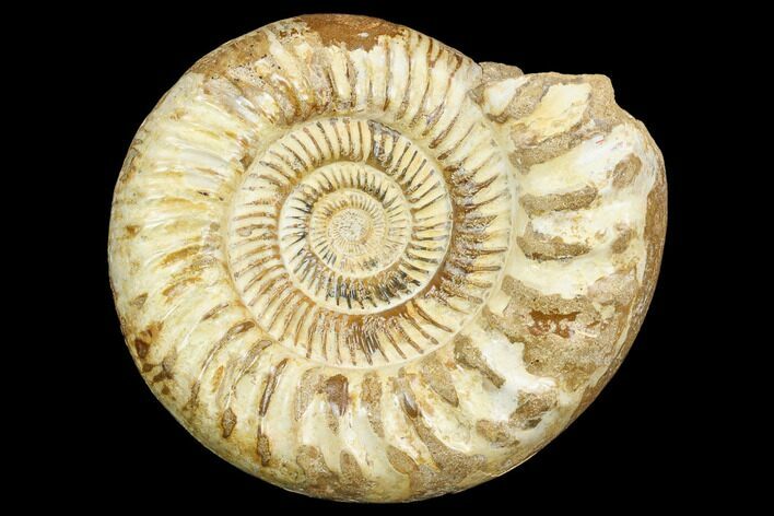 Jurassic Ammonite (Perisphinctes) - Madagascar #126066
